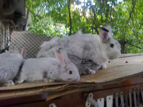 3. Снимка на В гр.София се продават зайци от породата чинчил
