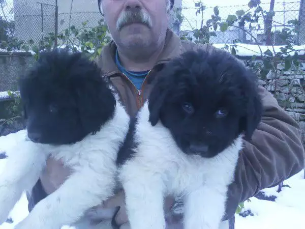 1. Снимка на продавам българско овчарско куче