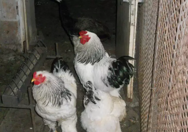 9. Снимка на продавам яйца от брама и пилета
