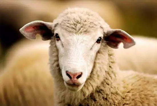 1. Снимка на Продавам стадо овце