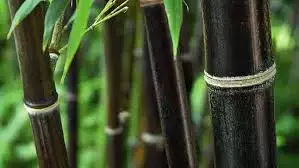 Семена черен бамбук