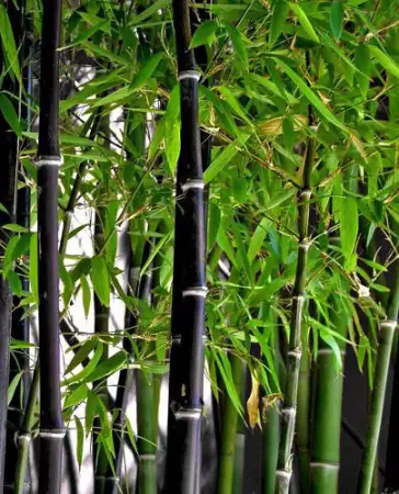 Семена черен бамбук