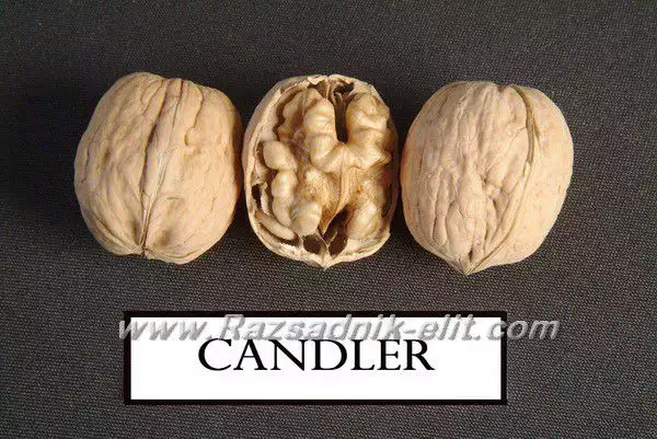 1. Снимка на Калифорнийски орехи сортове Чандлър, Педро, Франкет и др.