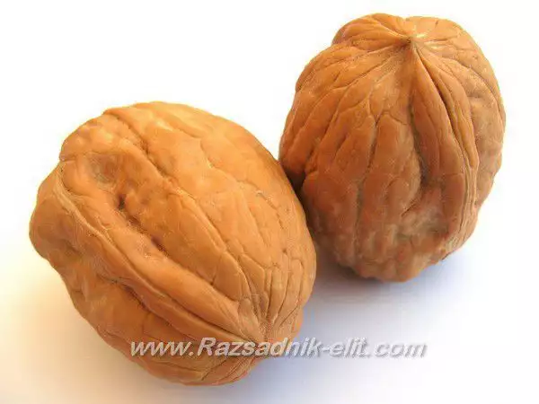 Орехи Сорт Чандлър Chandler Walnut Variety Разсадници Елит