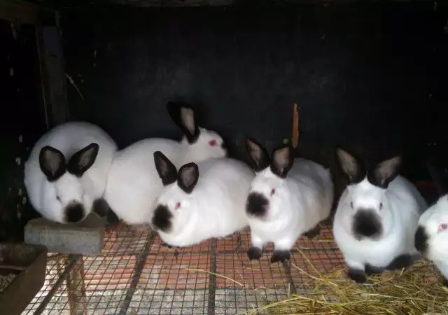 3. Снимка на Продавам зайци