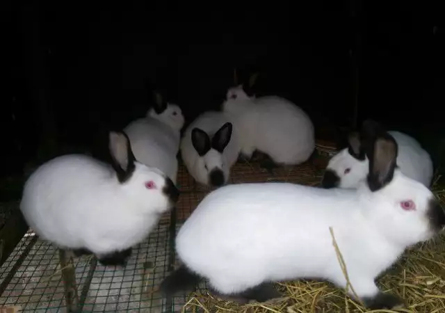 4. Снимка на Продавам зайци