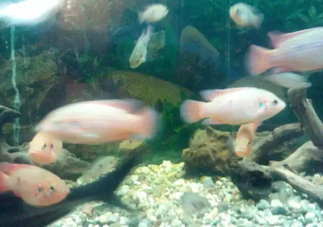 4. Снимка на Декоративни риби - hemichromis lifalili