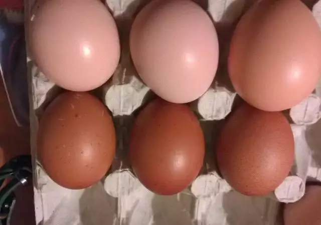 2. Снимка на разплодни яйца СВЕТЪЛ СЪСЕКС , син и черен МАРАН.