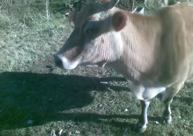 2. Снимка на Продавам крава - Джерсей
