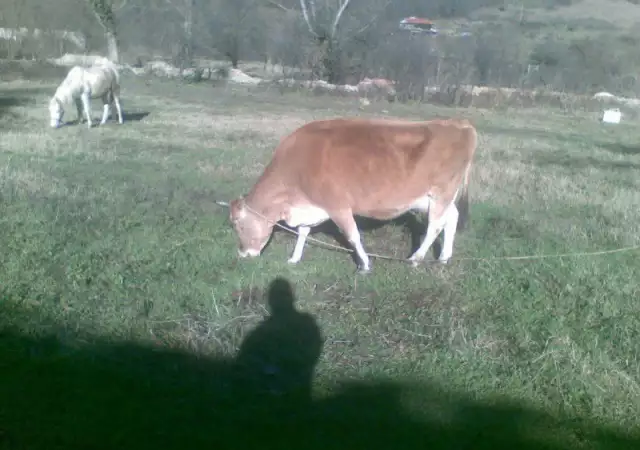 4. Снимка на Продавам крава - Джерсей