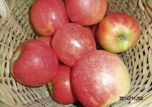 1. Снимка на ябълки от производител