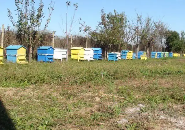 1. Снимка на Продавам пчелин