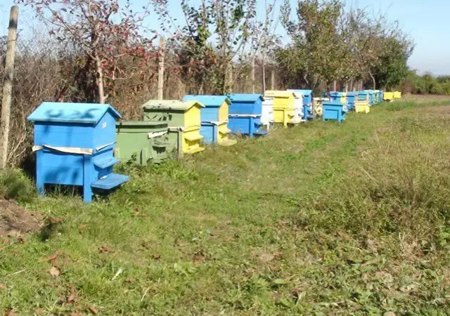 6. Снимка на Продавам пчелин