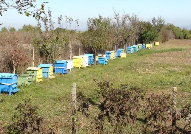 7. Снимка на Продавам пчелин