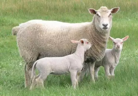 1. Снимка на Купувам овце