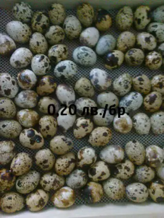 Оплодени яйца от пъдпъдъци