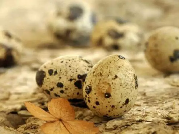 1. Снимка на пъдпъдъци и яйца от пъдпъдъци