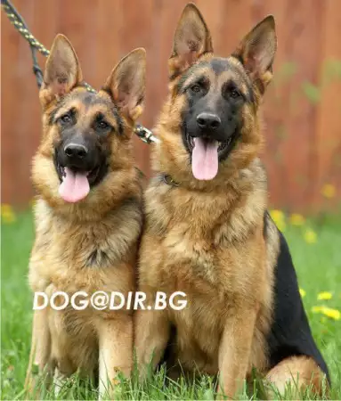 1. Снимка на ОВЧАРКИ продава Развъдник за кучета от породи
