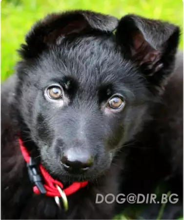 2. Снимка на ОВЧАРКИ продава Развъдник за кучета от породи
