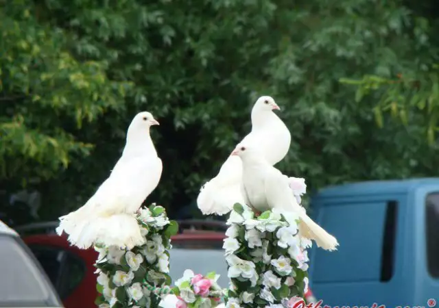3. Снимка на Бели гълъби за сватби и тървества