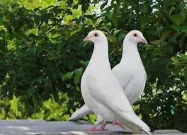 Бели гълъби за сватби и тървества