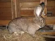 1. Снимка на Търся си заек от порода белгиски великан - По договаряне