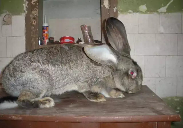 3. Снимка на Търся си заек от порода белгиски великан - По договаряне