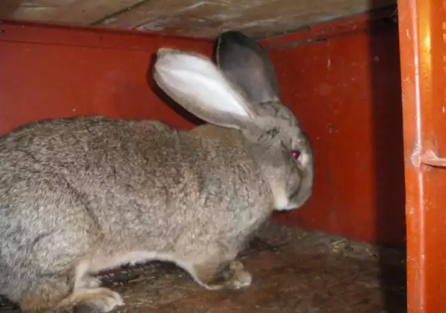 6. Снимка на Търся си заек от порода белгиски великан - По договаряне