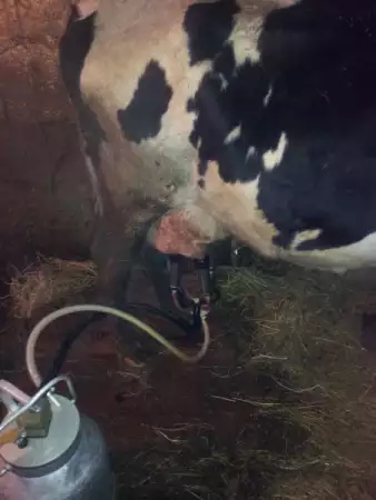2. Снимка на продавам крава на трето теле с 20 литра мляко