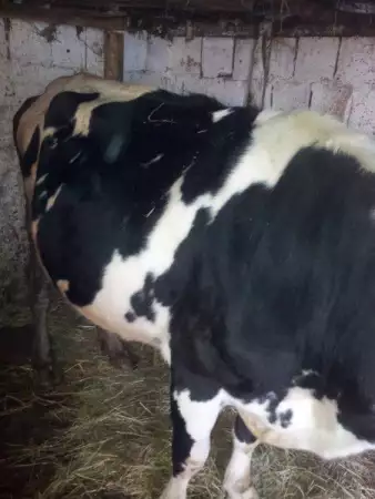 3. Снимка на продавам крава на трето теле с 20 литра мляко