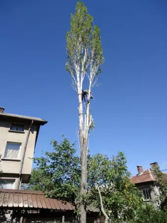 1. Снимка на Рязане и кастрене на дървета
