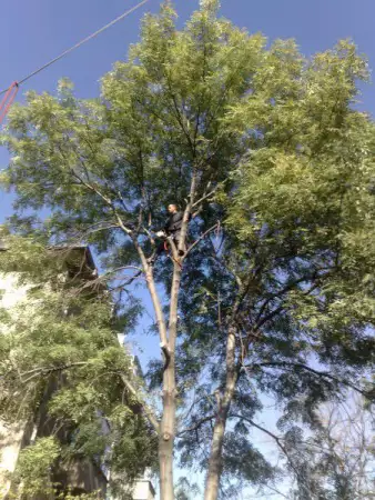 2. Снимка на Рязане и кастрене на дървета
