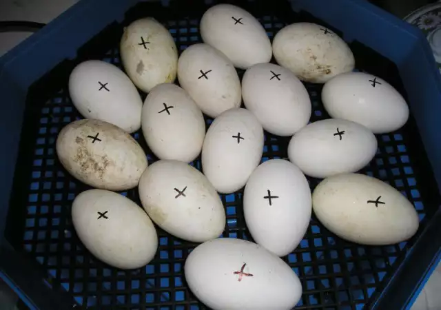 16. Снимка на Продавам нови инкубатори за люпене яйца, официален вносител.