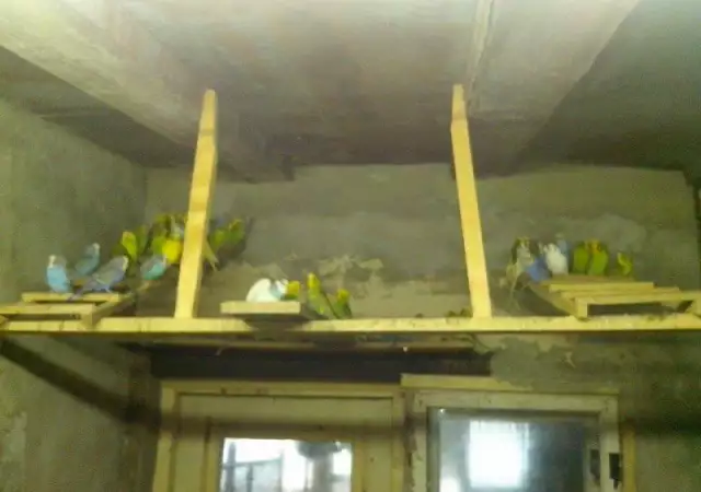 вълнисти папагали