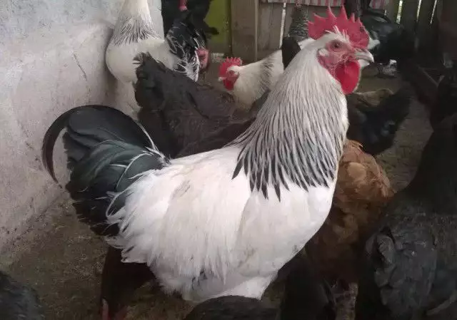 Еднодневни пилета