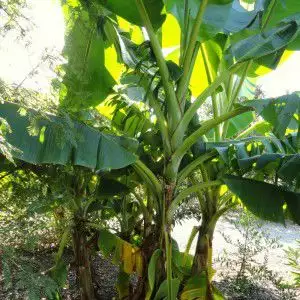 1. Снимка на Бананово дърво студоустойчиво семена
