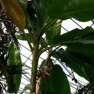 2. Снимка на Бананово дърво студоустойчиво семена