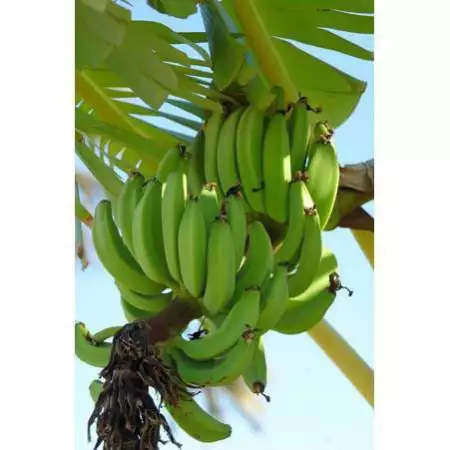 3. Снимка на Бананово дърво студоустойчиво семена
