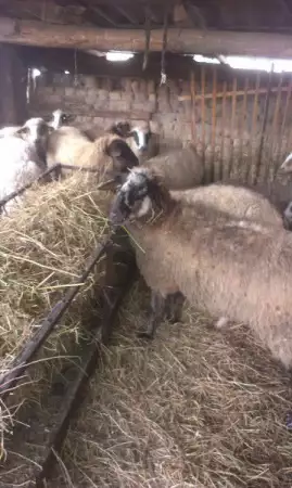 1. Снимка на Продавам 11 овце с 5 с агнета