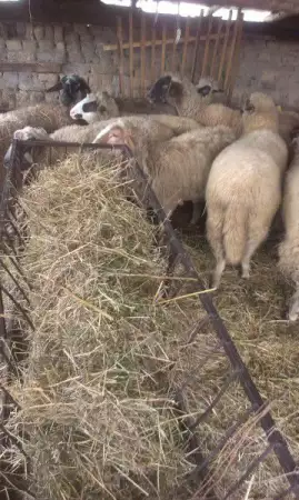2. Снимка на Продавам 11 овце с 5 с агнета