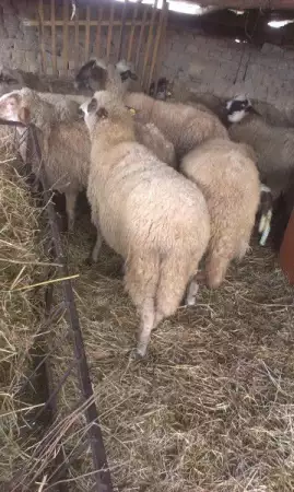 Продавам 11 овце с 5 с агнета