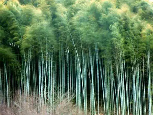 1. Снимка на Бамбук семена - Moso Bamboo