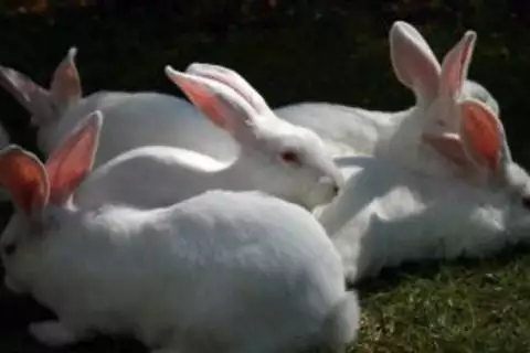 1. Снимка на продавам зайци за клане броилерна порода между 2.7 и 3 кг.