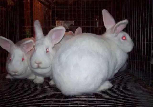 2. Снимка на продавам зайци за клане броилерна порода между 2.7 и 3 кг.