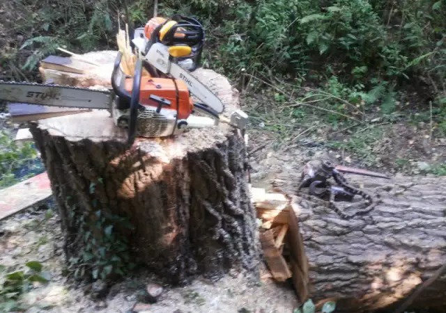 1. Снимка на Професионално рязане на опасни дървета, поддръжка и оформяне