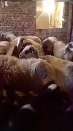 6. Снимка на продавам 20 овце с аганца.