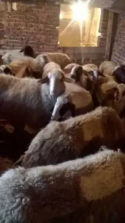 7. Снимка на продавам 20 овце с аганца.