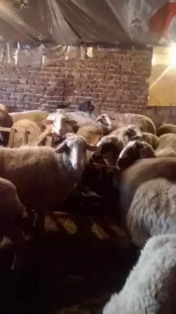 8. Снимка на продавам 20 овце с аганца.
