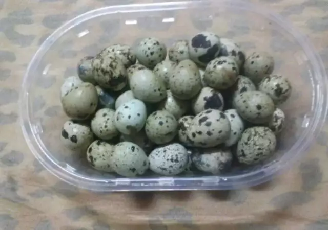 5. Снимка на Пресни яйца от пъдпъдъци Пъдпъдъчи яйца