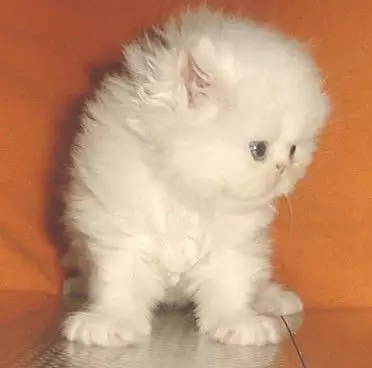 Бяло персийскo котенце.